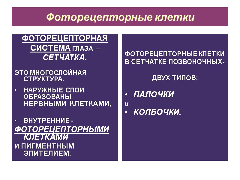 Фоторецепторные клетки ФОТОРЕЦЕПТОРНАЯ СИСТЕМА ГЛАЗА –  СЕТЧАТКА.  ЭТО МНОГОСЛОЙНАЯ СТРУКТУРА.  НАРУЖНЫЕ